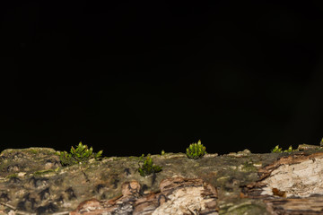 little plants on a tree trunk with black