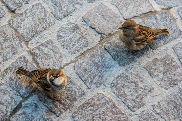 wo little sparrows bird on the road pavement of Sirmione, Garda Lake, Italy