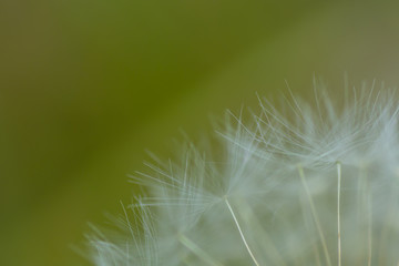 seeds vom dandelion with green background macro