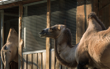 Zoo humpback camel eating grass