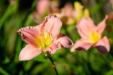 Vivid pink Hemerocallis daylily, Lilium or Lily plant in a British cottage style garden in a sunny summer day, beautiful outdoor background photographed with soft focus.