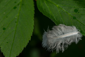 white feather on green leaves