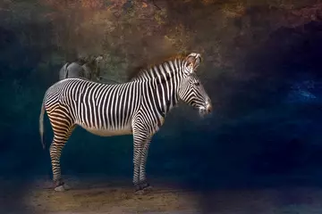 Rolgordijnen close-up van een staande zebra © Ralph Lear