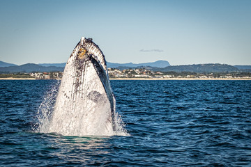 Fototapeta premium Whale watching along the Tweed Coast, Australia 