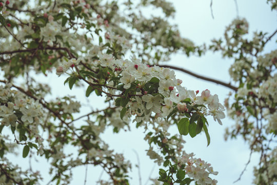 wei&szlig;e Bl&uuml;ten an einem Baum im Fr&uuml;hjahr