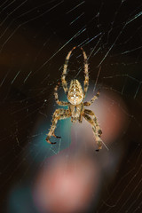 Macro view of cross spider Araneus diadematus in cobweb over light spot on dark background