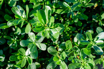 Fototapeta na wymiar Many vivid green fresh leaves of Portulaca oleracea plant, commonly known as purslane, duckweed, little hogweed or pursley, in a garden in a sunny summer day, beautiful outdoor floral background .