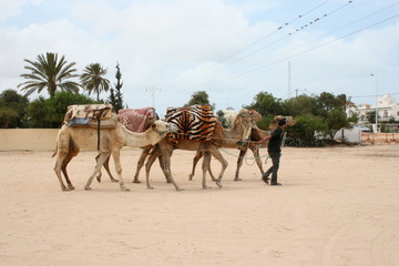 Djerba - Tunisie - Dromadaire