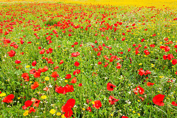 Fototapeta premium Huge field of poppies on the outskirts of Plasencia