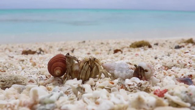 Close Up Hermit Crab Family Climbing On Beautiful White Coral Beach Seashore With Blue Ocean Horizon