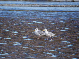 Deux Goélands sur la plage