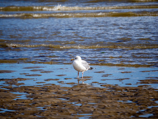 Goéland sur la plage