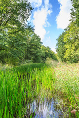 Watercourses with water plants and shore growth in the Waterloopbos in the Dutch province of Flevoland