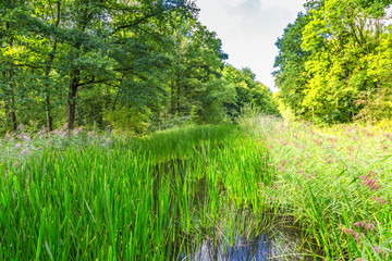 Watercourses with water plants and shore growth in the Waterloopbos in the Dutch province of Flevoland