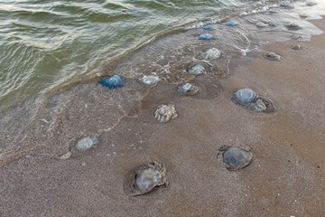 many cornerot jellyfish lie on the seashore after a storm. Bathing hazards