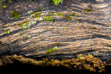 Fototapeta na wymiar Detailed closeup macro photo of rotted wood found on the beach at Woody Point, Queensland.