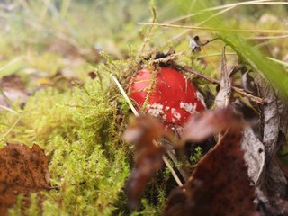 Red fly agaric mushroom
