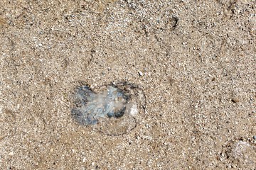 a huge beautiful jellyfish lies on the sand by the sea