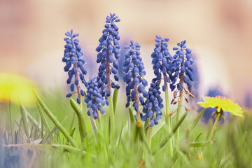 Wildblumen im Sonnenschein
