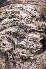 Detailed closeup macro photo of rotted wood found on the beach at Woody Point, Queensland.