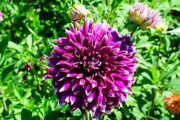 Close up of one beautiful large vivid purple dahlia flower in full bloom on blurred green background, photographed with soft focus in a garden in a sunny summer day.