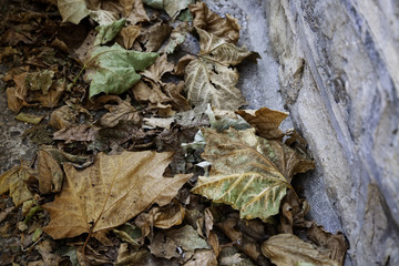 Wet dry leaf on the ground