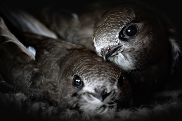 Common Swift juveniles in nest