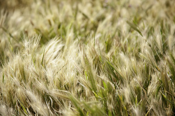 Fototapeta premium Detail of wheat in a field