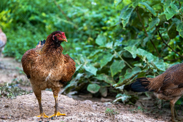 Chicken standing on a rural garden in the countryside. Close up of a chicken standing on a backyard shed with chicken coop.