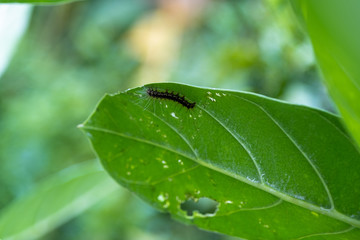 Close up of Leaf eating worm climb on green leave with space for putting the text