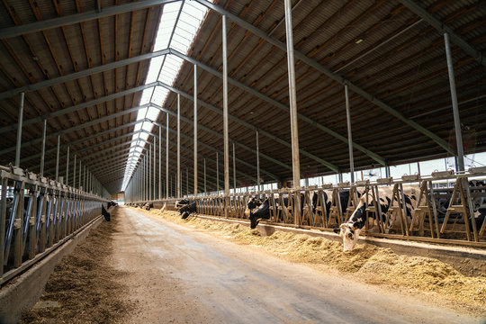 Dairy farm with milking cows in barn. Industrial modern breeding cattle and milk products production.