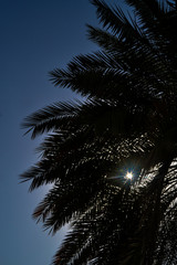 Sunlight through a Palm tree