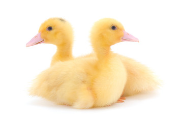 Little cute duckling.