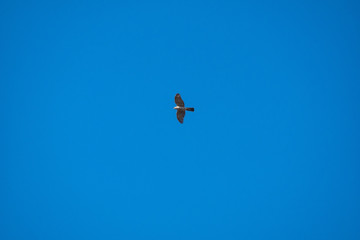 雲一つ無い青空！上空をオオタカが旋回！