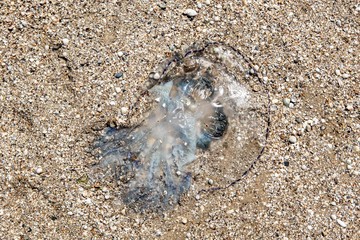 a huge beautiful jellyfish lies on the sand by the sea