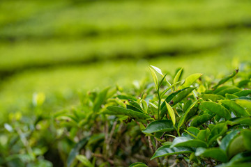 Tea plantations Cameron Valley. Green hills in the highlands of Malaysia. Tea production. Green bushes of young tea.