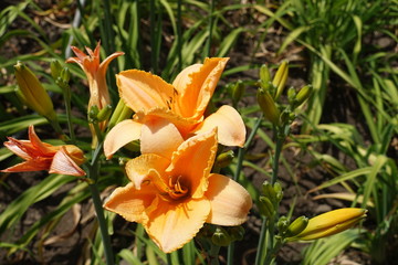 Fototapeta premium Pair of double orange flowers of Hemerocallis fulva in June