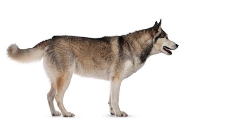 Naklejka na ściany i meble Pretty young adult Husky dog, standing side ways. Looking straight ahead showing profile with light blue eyes. Isolated on a white background.