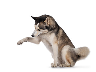 Pretty young adult Husky dog, sitting side ways. One paw up, head down. Isolated on a white...
