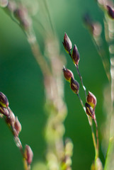 Green natural blurred background. Panicum miliaceum macro closeup