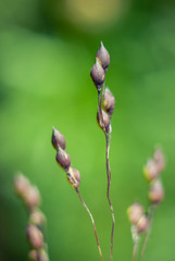 Green natural blurred background. Panicum miliaceum macro closeup