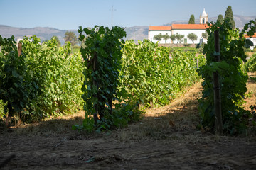 Fototapeta na wymiar View of a farm, agricultural fields with vineyards, church as background, typically Mediterranean