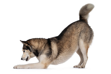 Pretty young adult Husky dog, bowed down side ways. Looking towards camera with light blue eyes. Isolated on a white background.