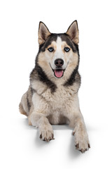 Pretty young adult Husky dog, laying down facing front with paws over edge. Looking towards camera with light blue eyes. Isolated on a white background.