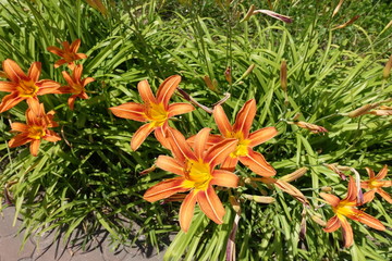Blooming Hemerocallis fulva with many orange flowers in June