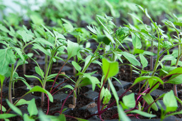  Seedlings in plastic black germination tray.