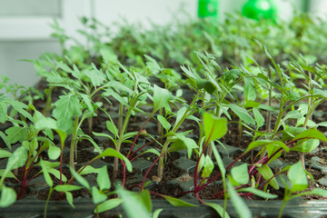  Seedlings in plastic black germination tray.