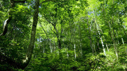 真夏のブナの森