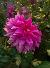 Big pink flower in the garden