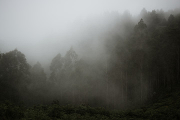 Fototapeta na wymiar Bosque con niebla, mirador del fitu